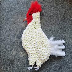 Cockerel 